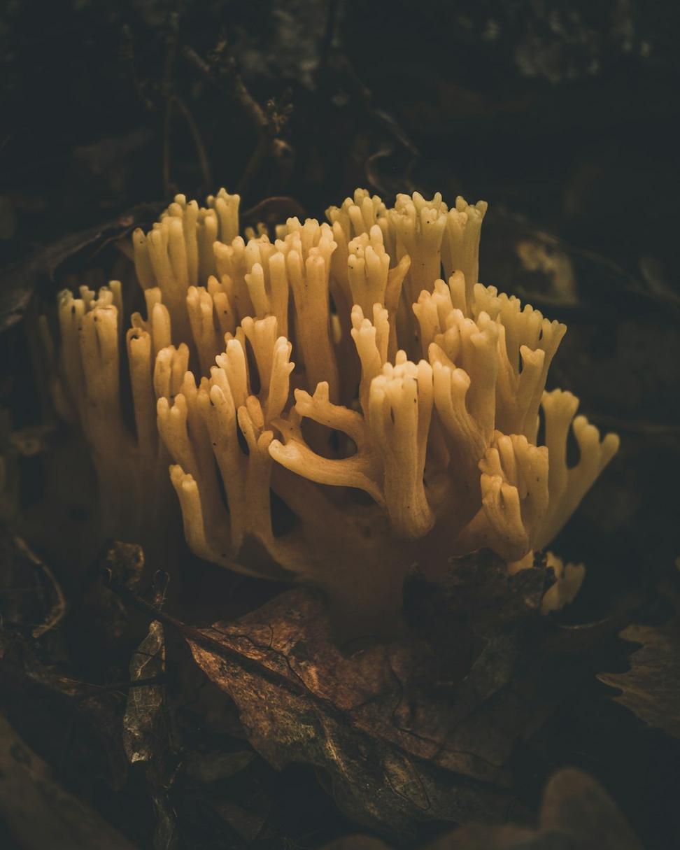 Mushroom Risotto